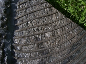 Ichthyosaurier Muttertier mit mehreren Embryonen im Bauch