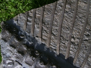 Ichthyosaurier Muttertier mit mehreren Embryonen im Bauch