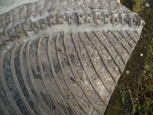 Ichthyosaurier Muttertier mit mehreren Embryonen im Bauch