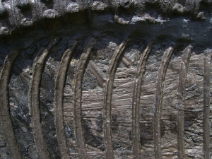 Ichthyosaurier Muttertier mit mehreren Embryonen im Bauch