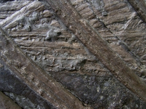 Ichthyosaurier Muttertier mit mehreren Embryonen im Bauch