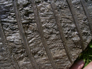 Ichthyosaurier Muttertier mit mehreren Embryonen im Bauch