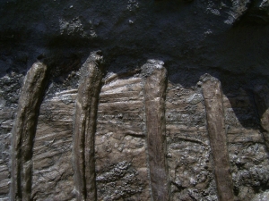 Ichthyosaurier Muttertier mit mehreren Embryonen im Bauch