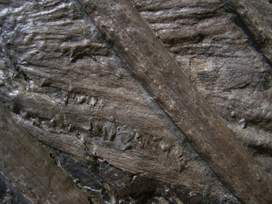 Ichthyosaurier Muttertier mit mehreren Embryonen im Bauch