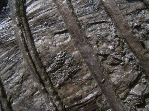 Ichthyosaurier Muttertier mit mehreren Embryonen im Bauch