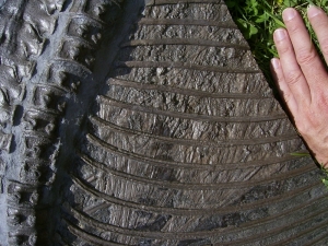 Ichthyosaurier Muttertier mit mehreren Embryonen im Bauch