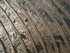 Ichthyosaurier Muttertier mit mehreren Embryonen im Bauch