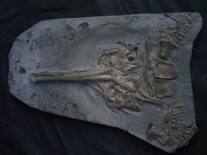 Ichthyosaurier Schädel aus Holzmaden