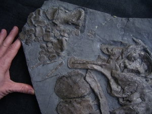 Ichthyosaurier Schädel aus Holzmaden