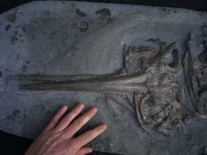 Ichthyosaurier Schädel aus Holzmaden