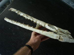 Crocodile skull cretaceous age