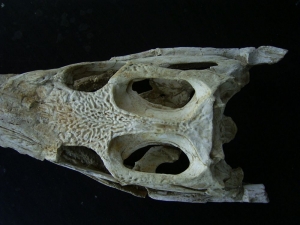 Krokodilschädel aus der Kreidezeit