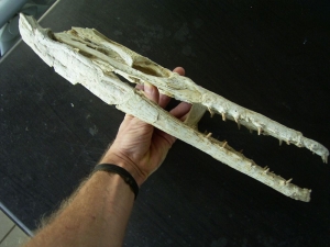 Krokodilschädel aus der Kreidezeit