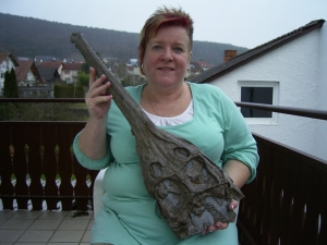 Krokodilschädel mit Unterkiefer aus Holzmaden