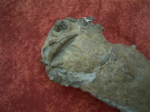 Krokodilschädel mit Unterkiefer aus Holzmaden