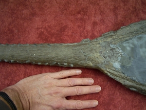 Krokodilschädel mit Unterkiefer aus Holzmaden