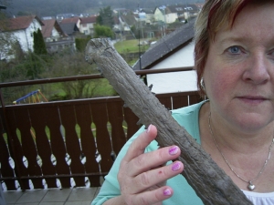 Krokodilschädel mit Unterkiefer aus Holzmaden