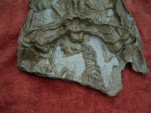 Krokodilschädel mit Unterkiefer aus Holzmaden