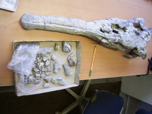 Phytosaurus Schädel aus dem Keuper