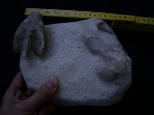 Schildkröten Schädel aus dem Oligozän