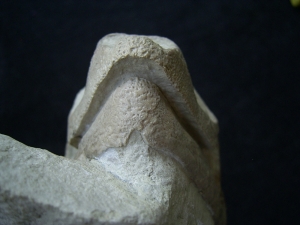 Schildkröten Schädel aus dem Oligozän