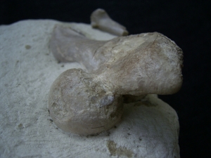 Schildkröten Schädel aus dem Oligozän