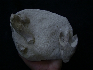 Schildkröten Schädel aus dem Oligozän