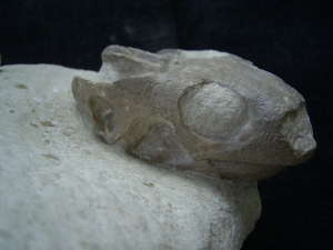 Schildkröten Schädel aus dem Oligozän