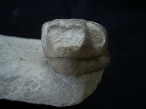 Schildkröten Schädel aus dem Oligozän