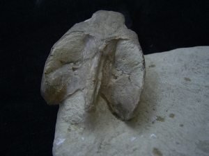 Schildkröten Schädel aus dem Oligozän