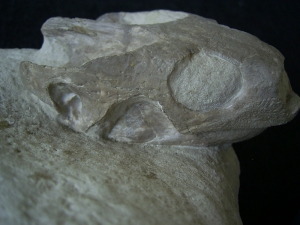 Schildkröten Schädel aus dem Oligozän