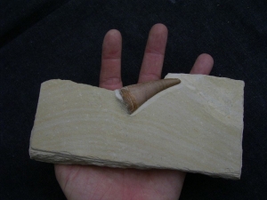 Dakosaurus Zahn aus dem Plattenkalk