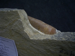 Dakosaurus Zahn aus dem Plattenkalk