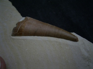 Dakosaurus Zahn aus dem Plattenkalk