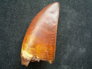 Tyrannosaurus Rex Zahn