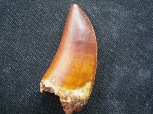 Tyrannosaurus Rex Zahn