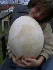 Elefantenvogel - Ei, Aepyornis maximus #2