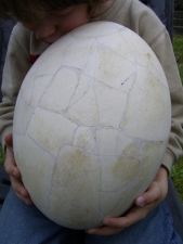 Elefantenvogel - Ei, Aepyornis maximus #2