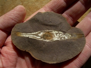 Shark egg with yolk and embryo remains