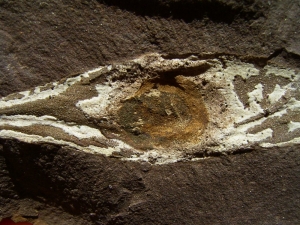 Shark egg with yolk and embryo remains