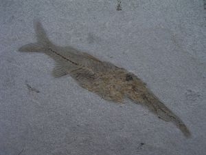 Fisch frisst Fisch # 3