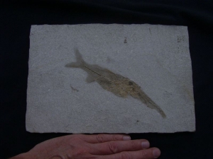 Fisch frisst Fisch # 3