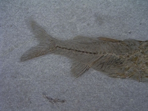 Fisch frisst Fisch # 3