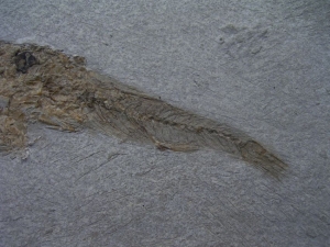 Fisch frisst Fisch # 3