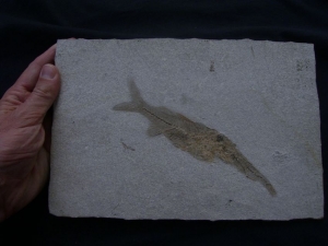 Fisch frisst Fisch # 3