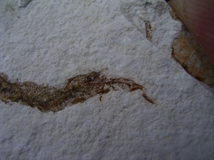 Fisch frisst Fisch aus dem Pleistozän von El Salvador