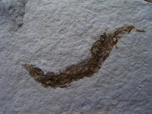 Fisch frisst Fisch aus dem Pleistozän von El Salvador