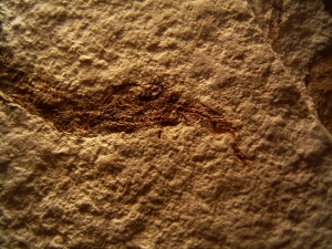 Fisch frisst Fisch aus dem Pleistozän von El Salvador