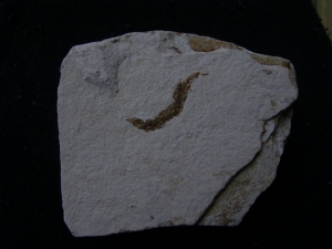 Fisch frisst Fisch aus dem Pleistozän von El Salvador