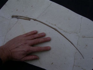 Flugsaurier Flügel Rhamphorhynchus